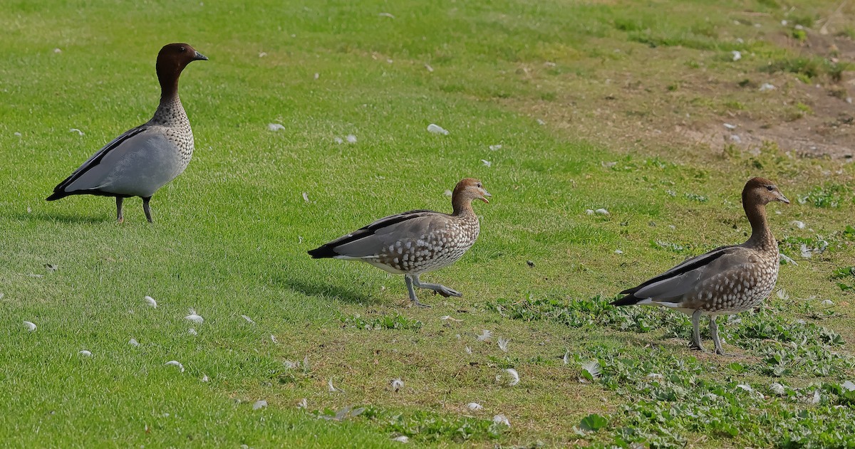 Maned Duck - ML646623889