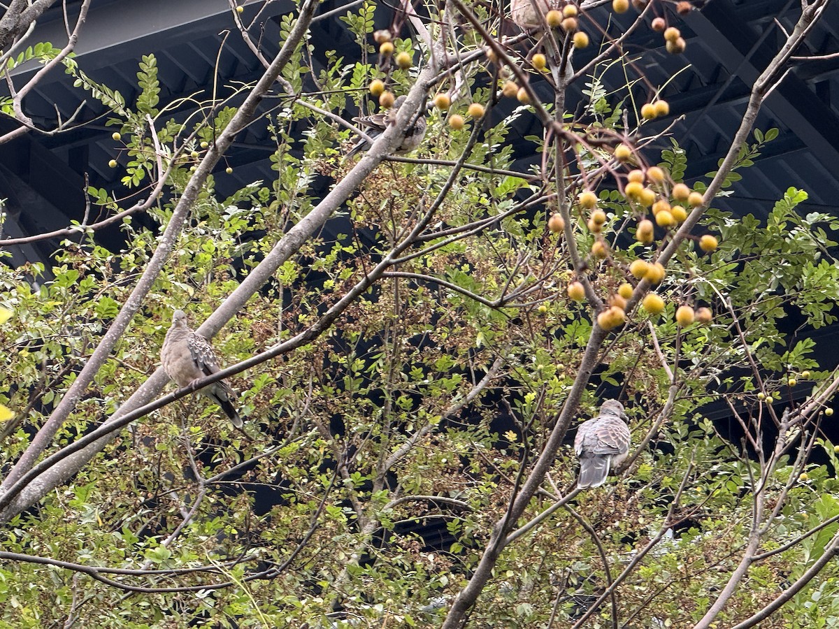 Oriental Turtle-Dove - ML646623896