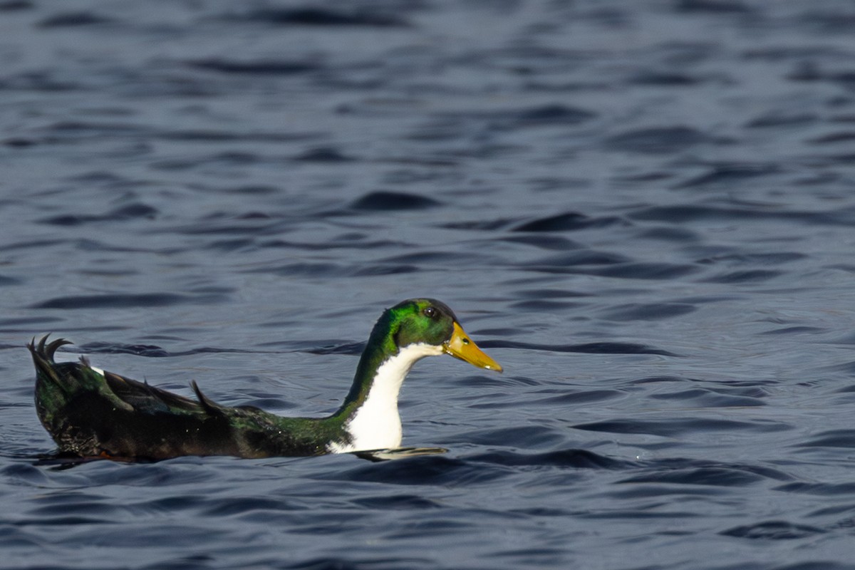 Mallard (Domestic type) - ML646623897