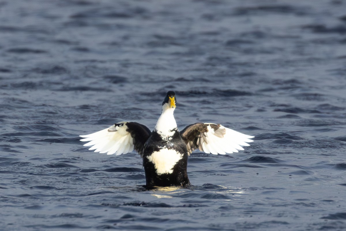 Mallard (Domestic type) - ML646623898