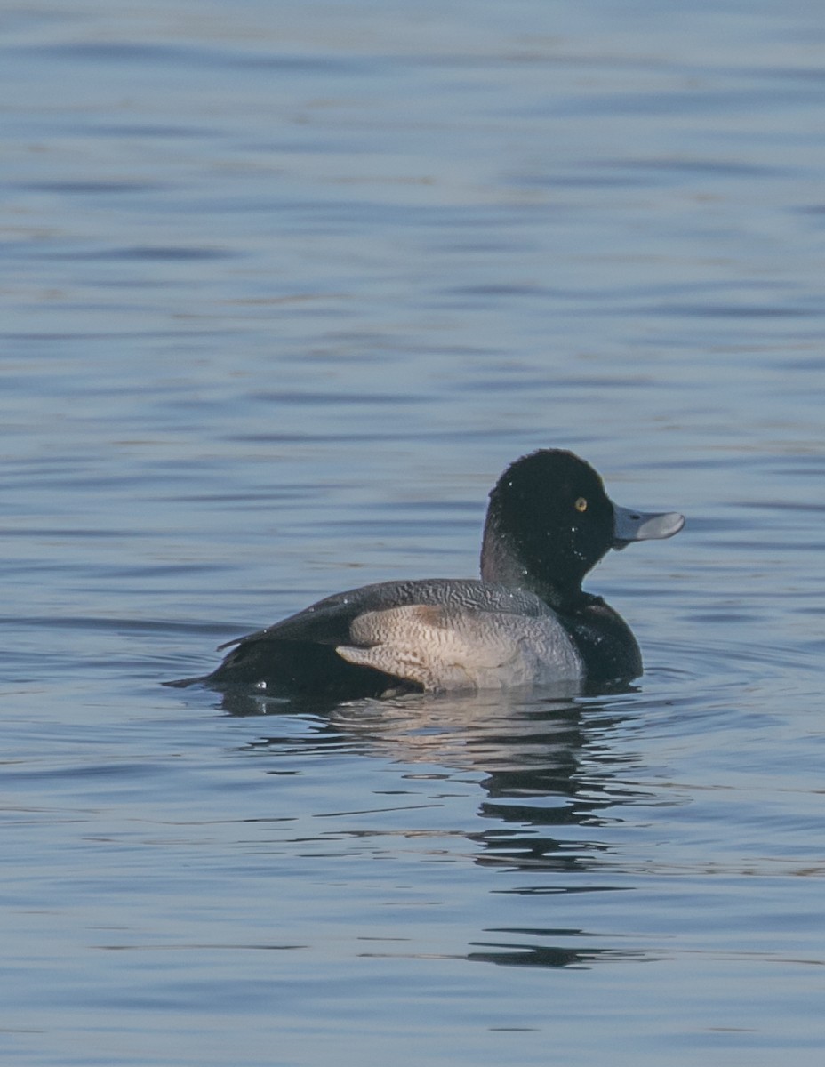 小斑背潛鴨 - ML646623900