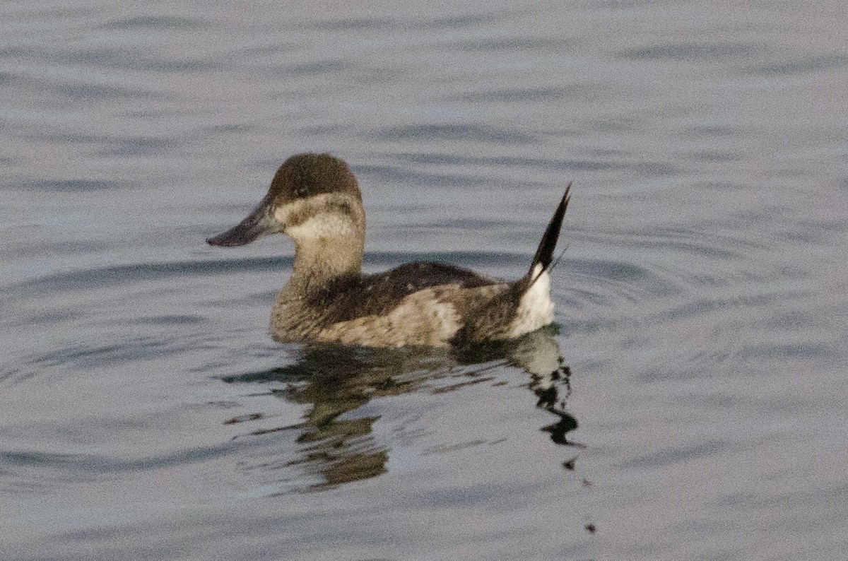 Malvasía Canela - ML646623901