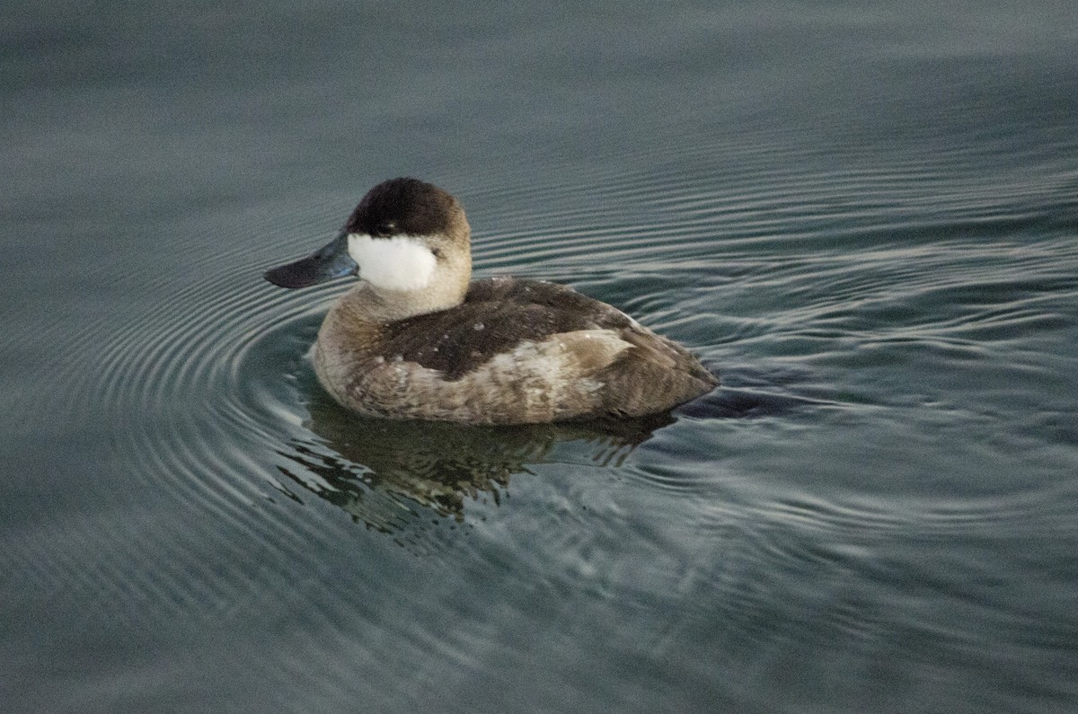 Malvasía Canela - ML646623902