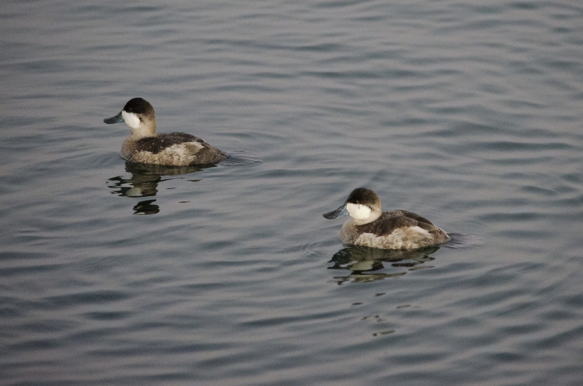 Malvasía Canela - ML646623903