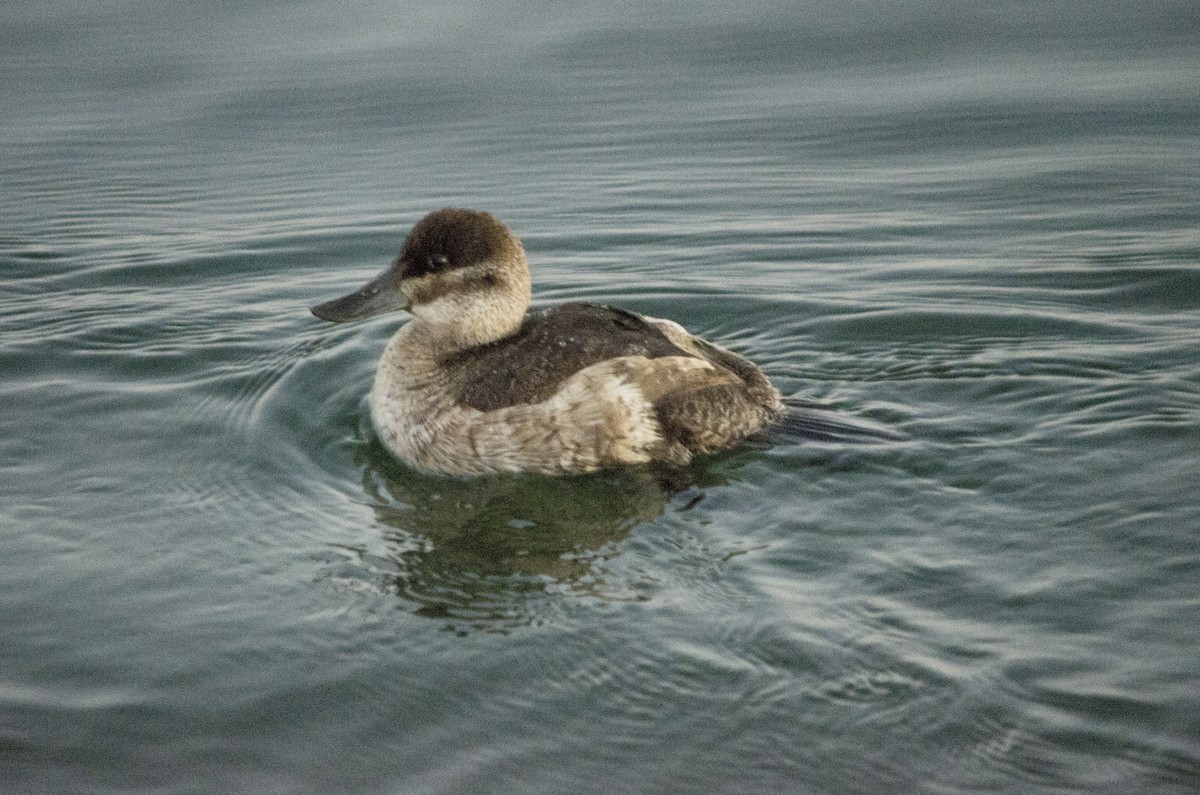 Malvasía Canela - ML646623904