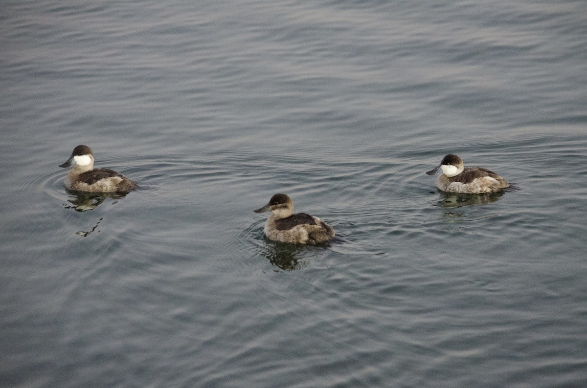 Malvasía Canela - ML646623905