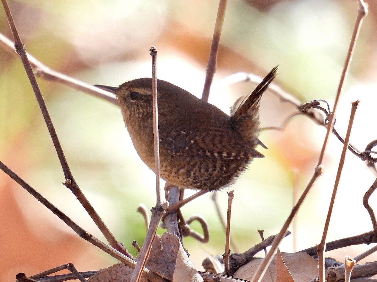 barsmett - ML646623906