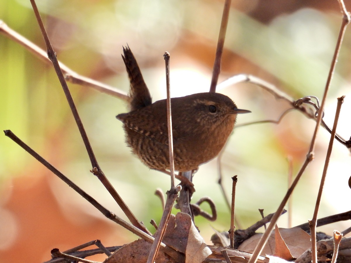 barsmett - ML646623907