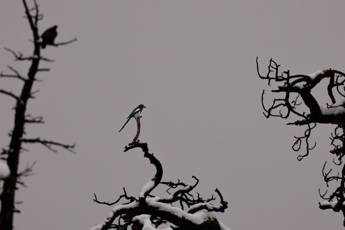 straka americká - ML646623908