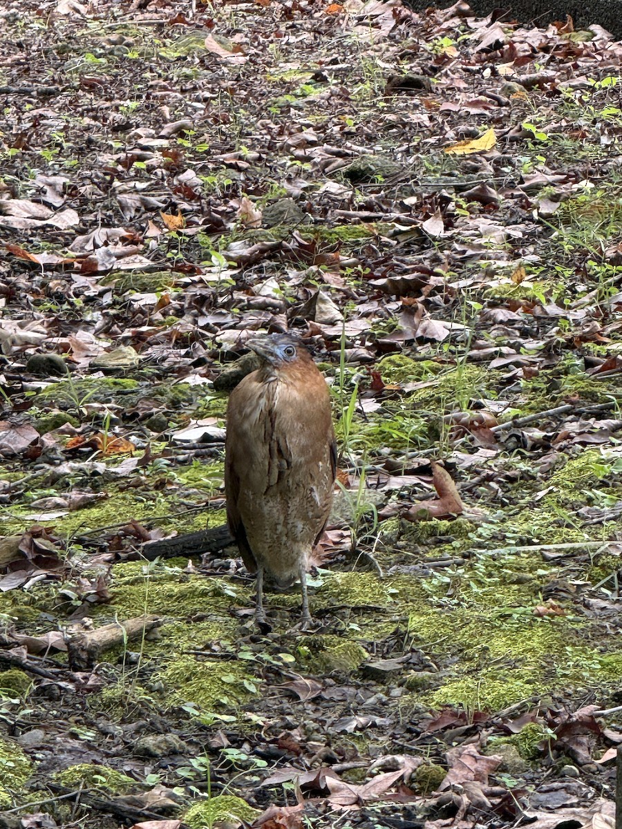 Malay Gece Balıkçılı - ML646623910