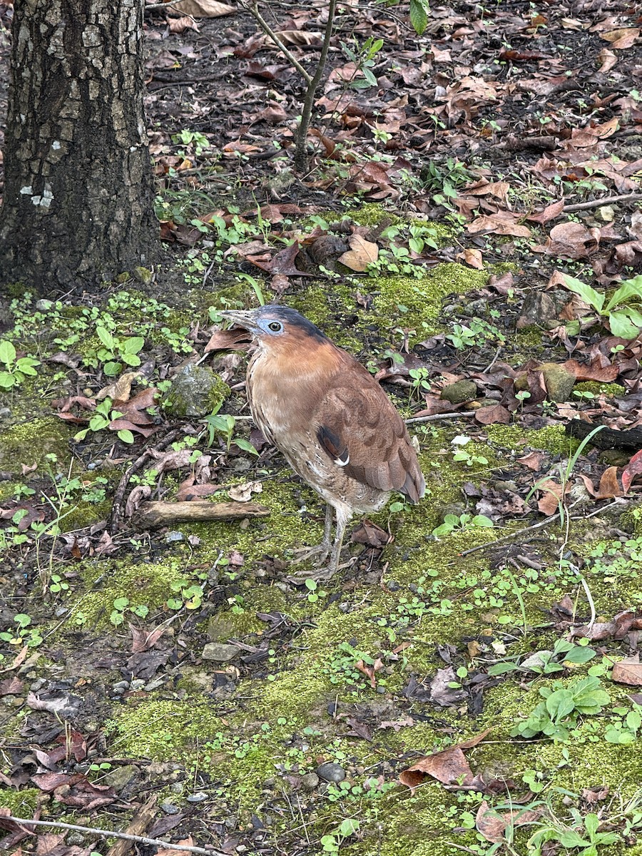 Malay Gece Balıkçılı - ML646623911