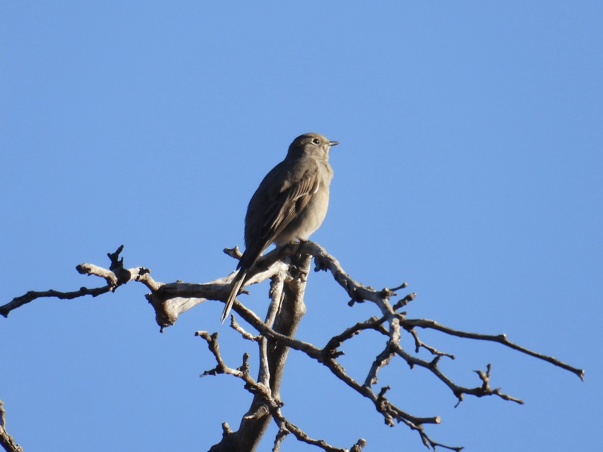 gråsolitærtrost - ML646623912