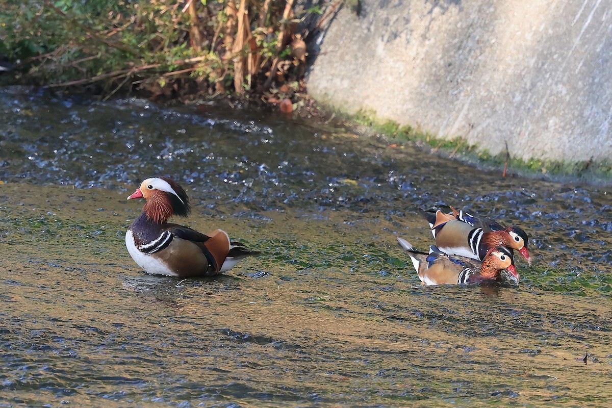 Mandarinente - ML646623917