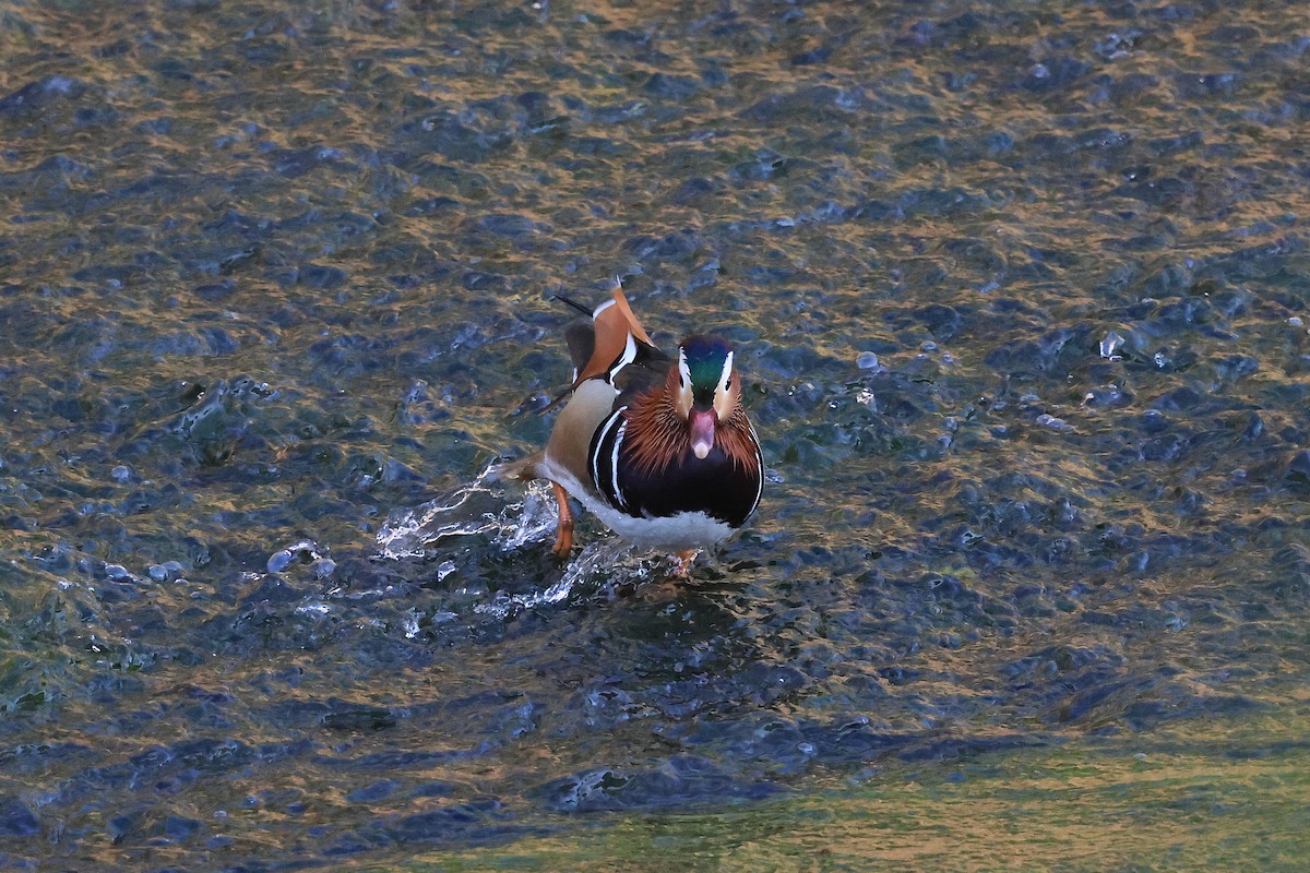 Mandarinente - ML646623918