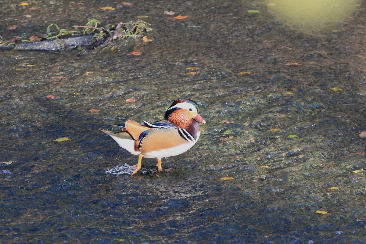 Mandarinente - ML646623919