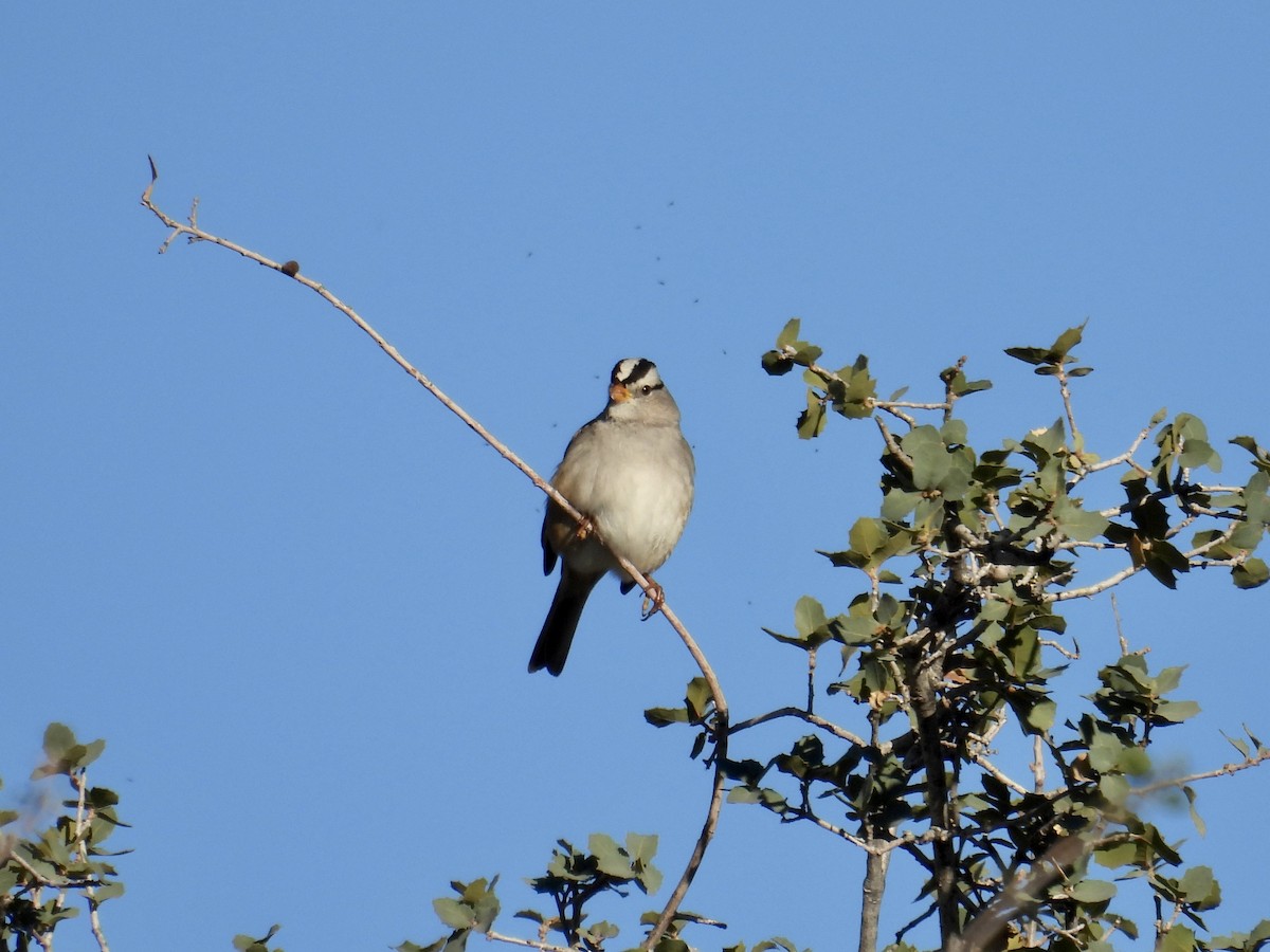 White-crowned Sparrow - ML646623920