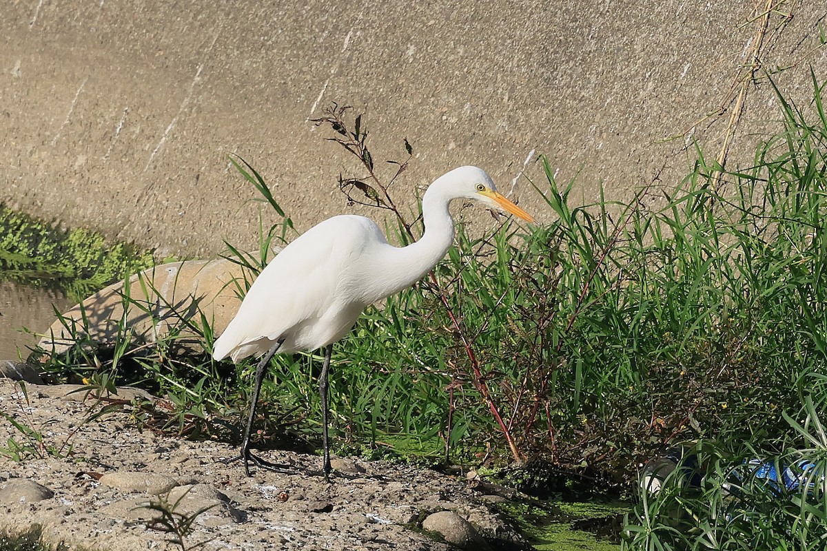 Бэсрэг дэглий - ML646623921