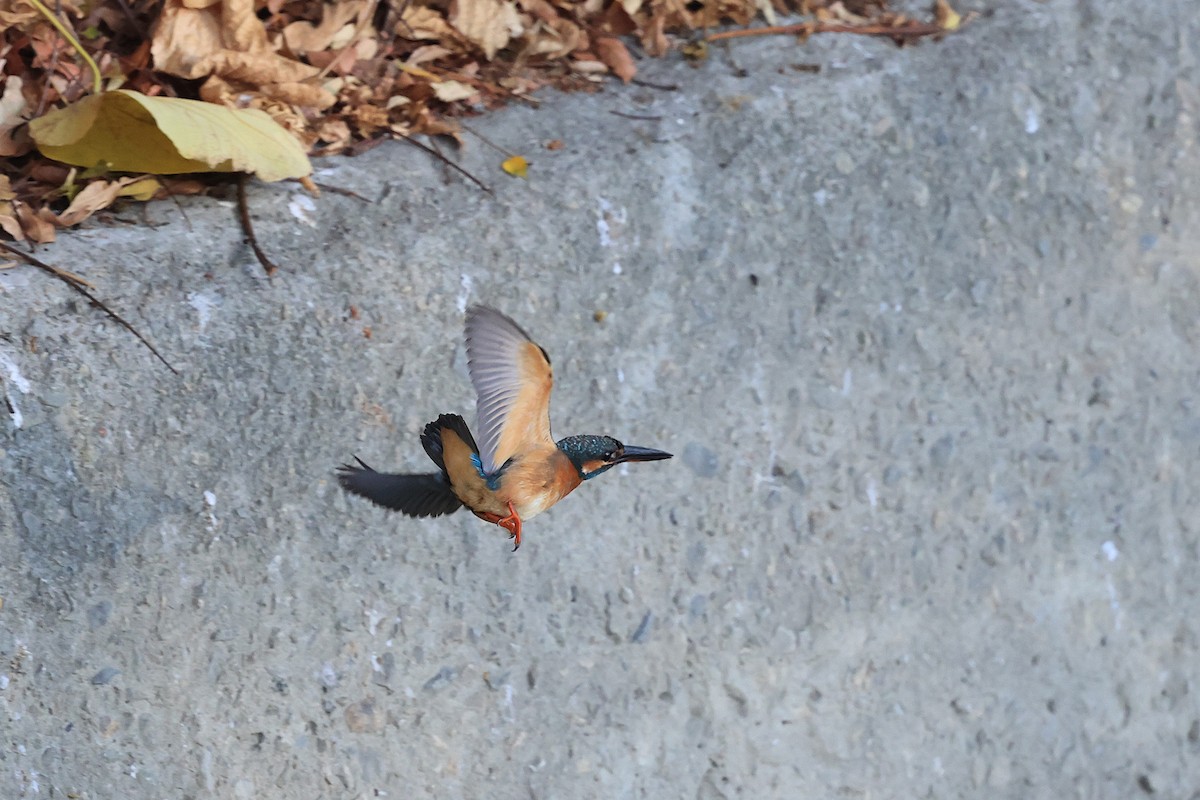 Номин шогшир - ML646623922