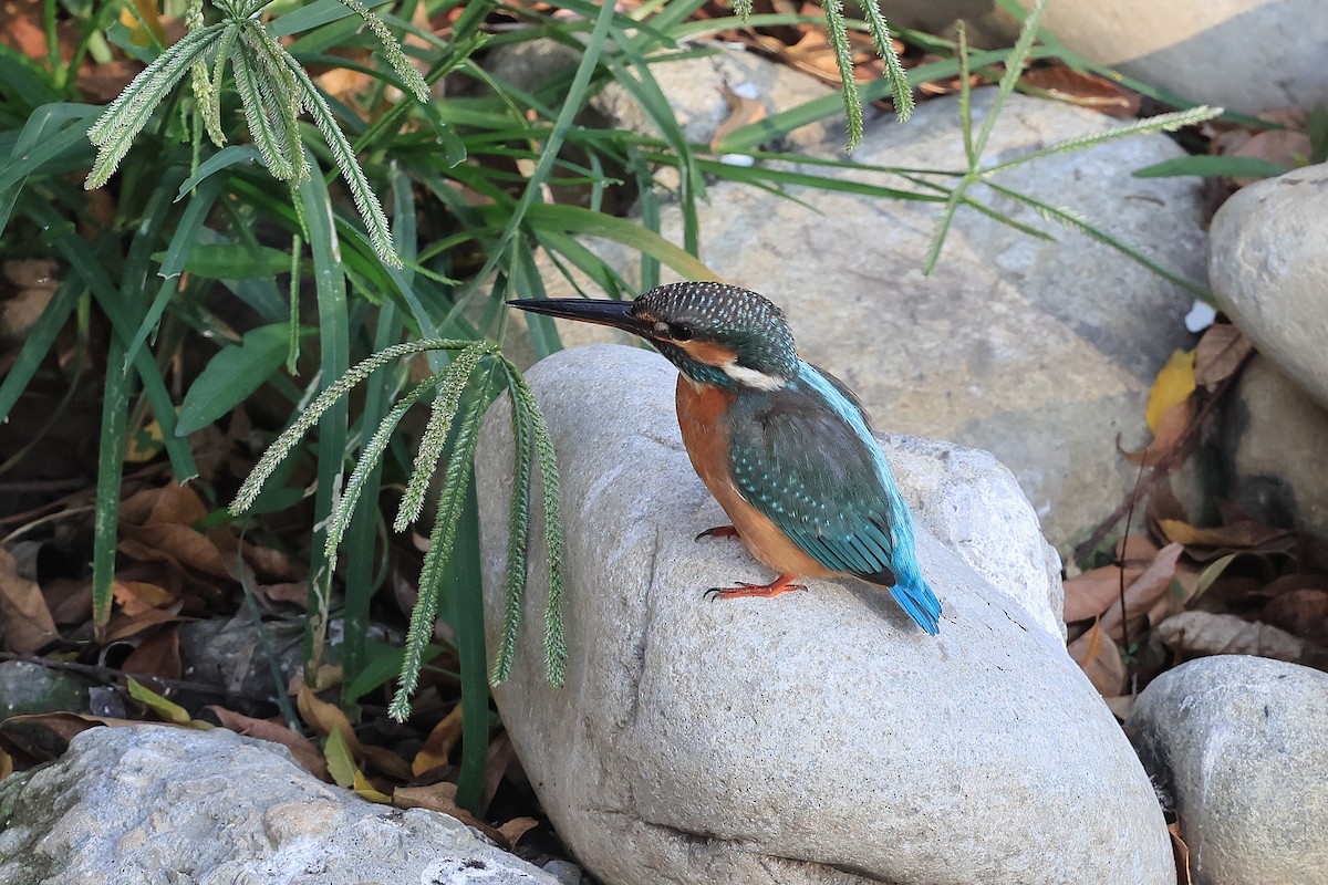 Номин шогшир - ML646623923