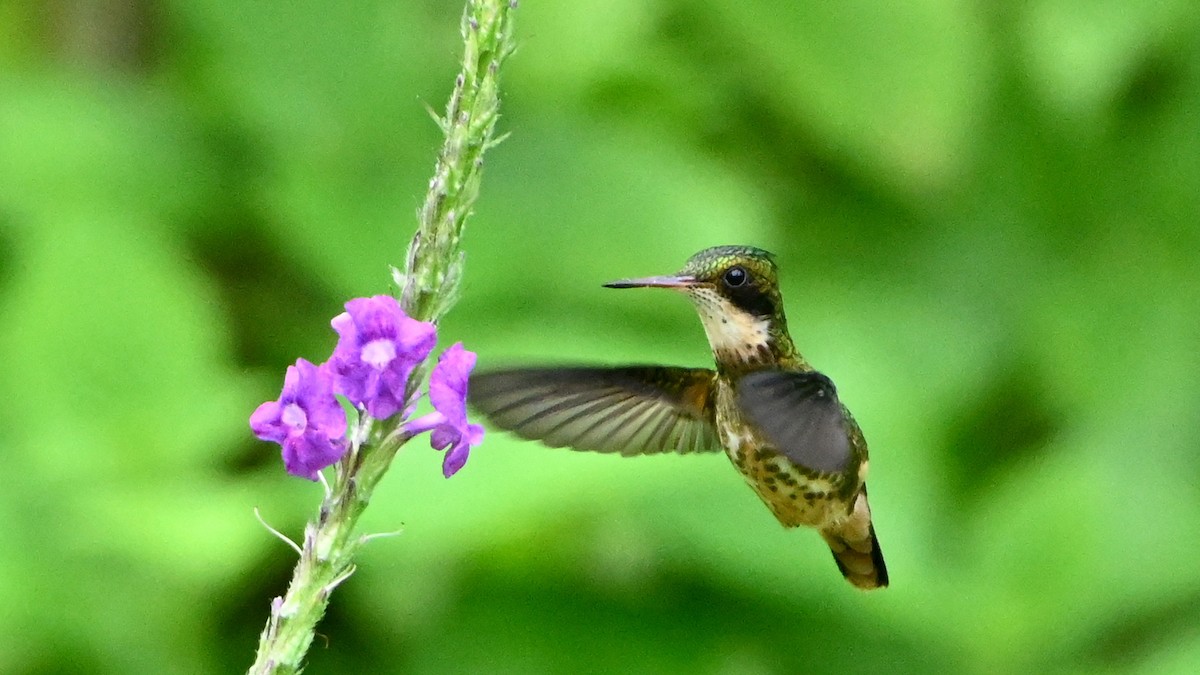 Black-crested Coquette - ML646623927