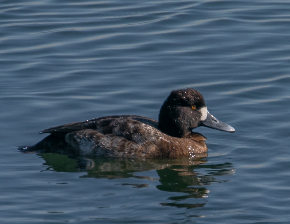 小斑背潛鴨 - ML646623928