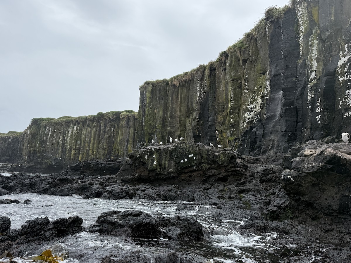 Auckland Islands Shag - ML646623930