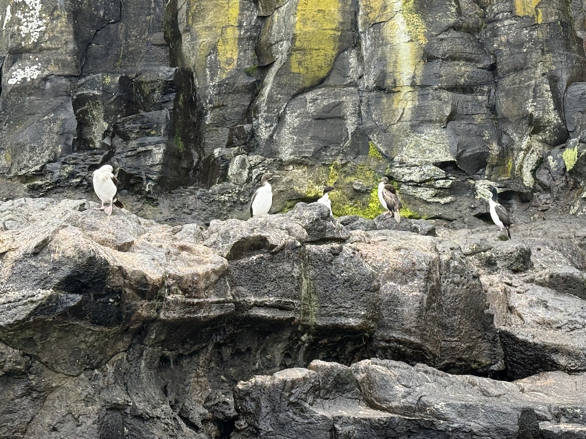 Auckland Islands Shag - ML646623931