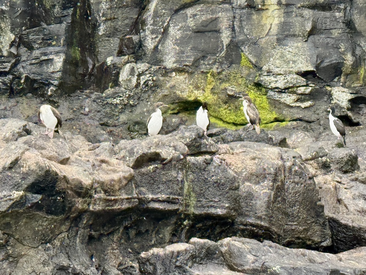 Auckland Islands Shag - ML646623932