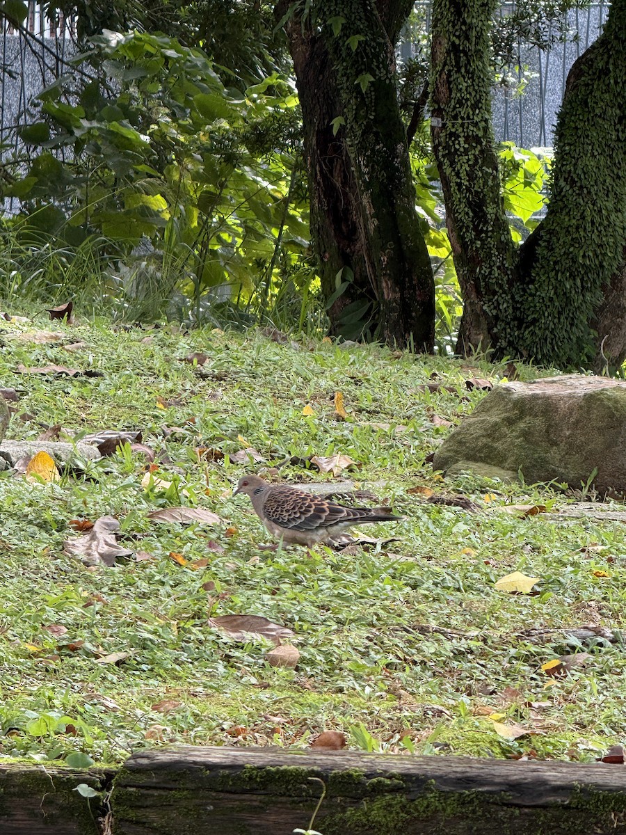 Oriental Turtle-Dove - ML646623933