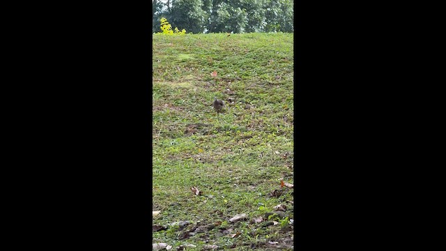 Горлиця велика - ML646623934