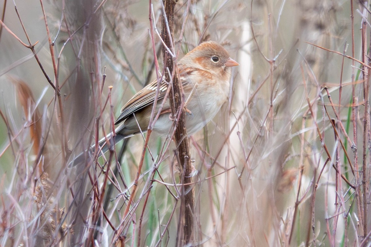 Field Sparrow - ML646623938
