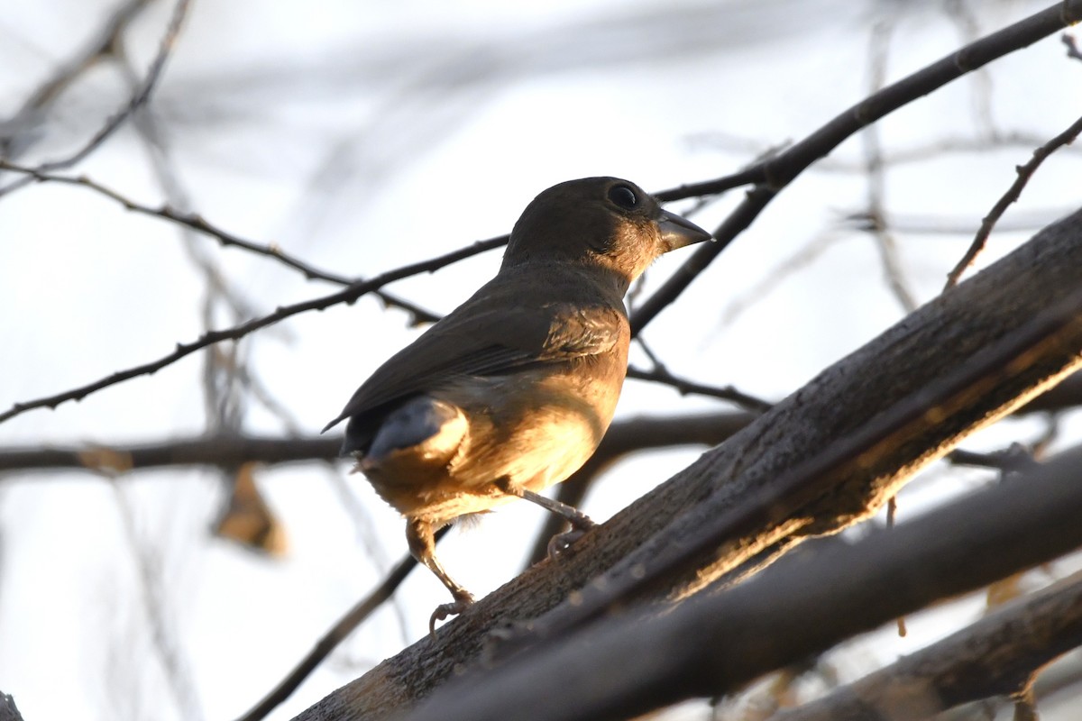 Rose-bellied Bunting - ML646623945