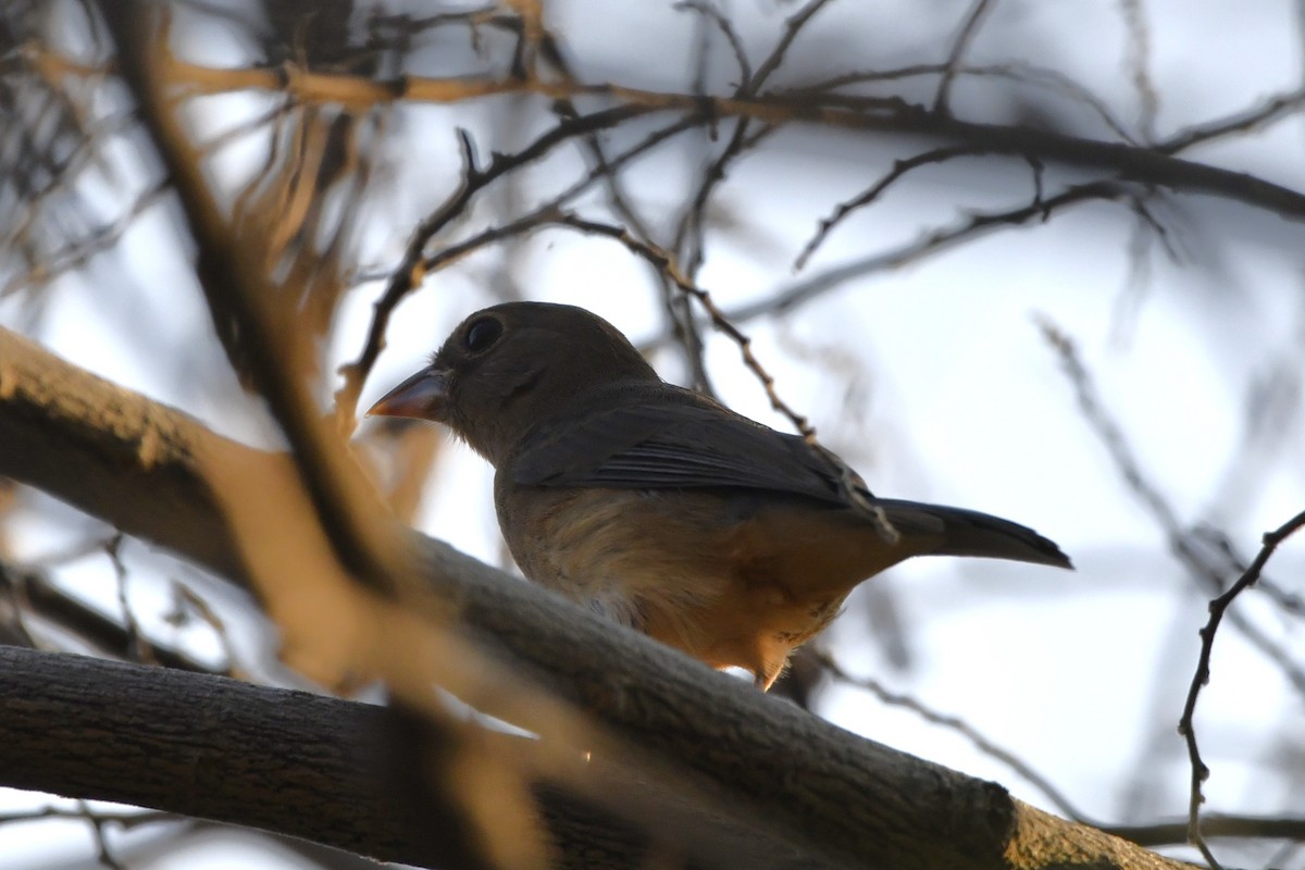 Rose-bellied Bunting - ML646623946