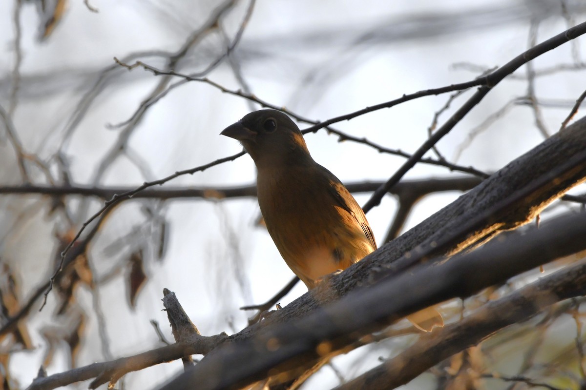 Rose-bellied Bunting - ML646623947