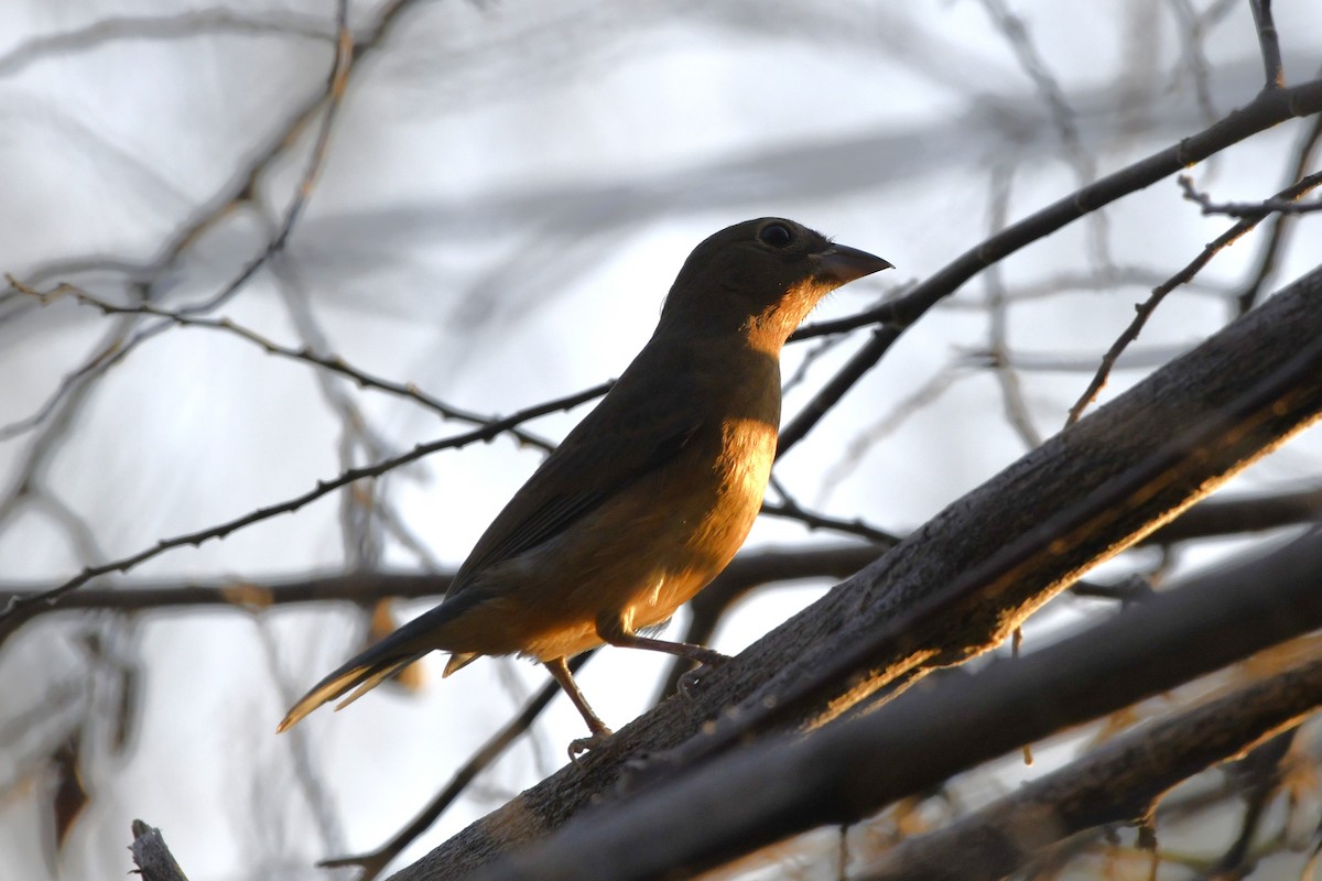 Rose-bellied Bunting - ML646623948