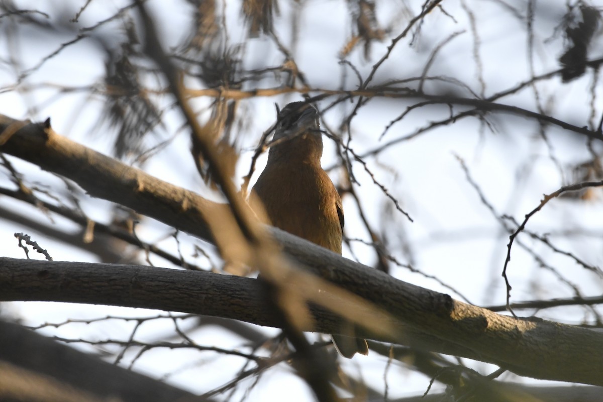 Rose-bellied Bunting - ML646623949