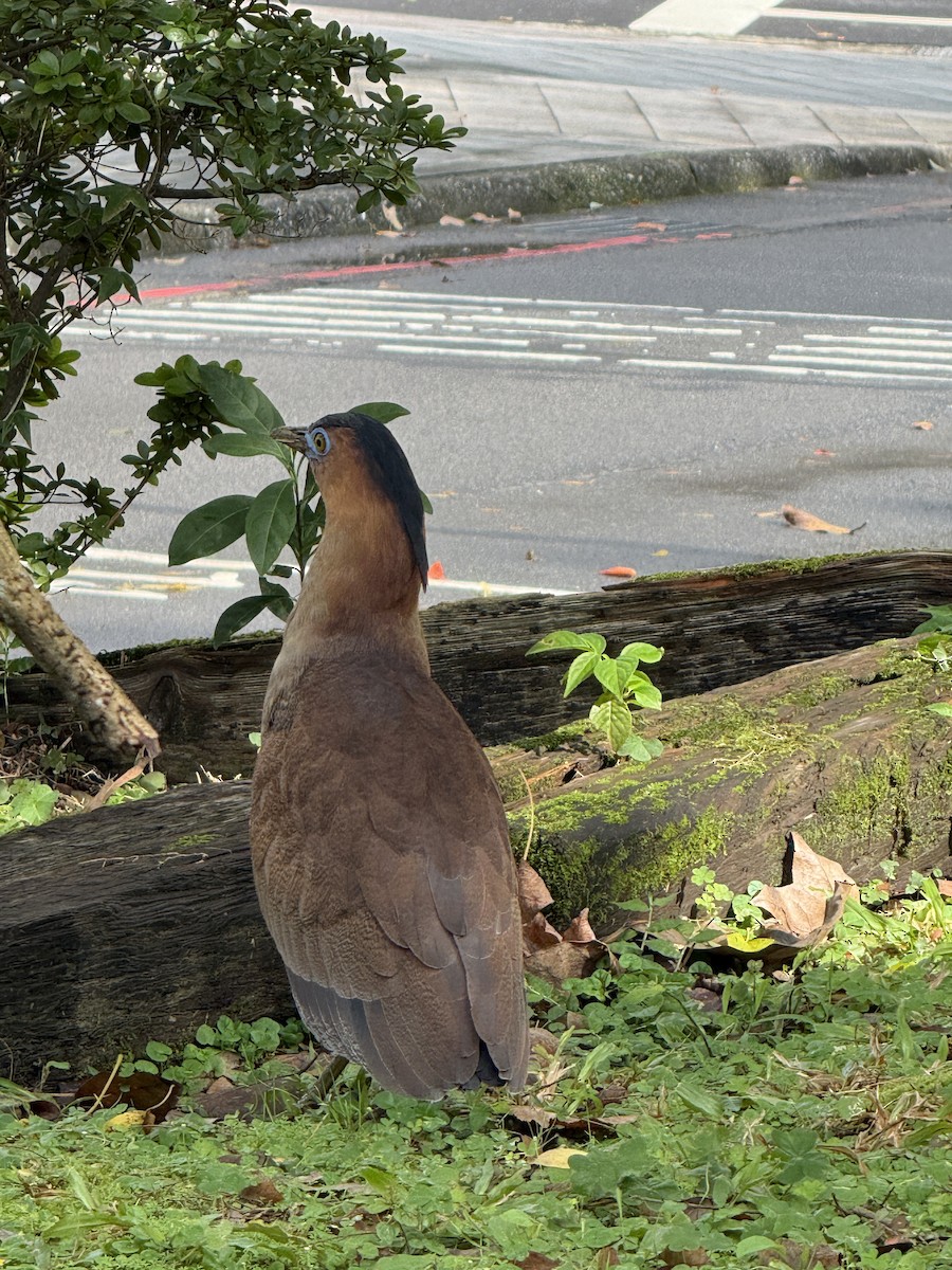 Malay Gece Balıkçılı - ML646623953