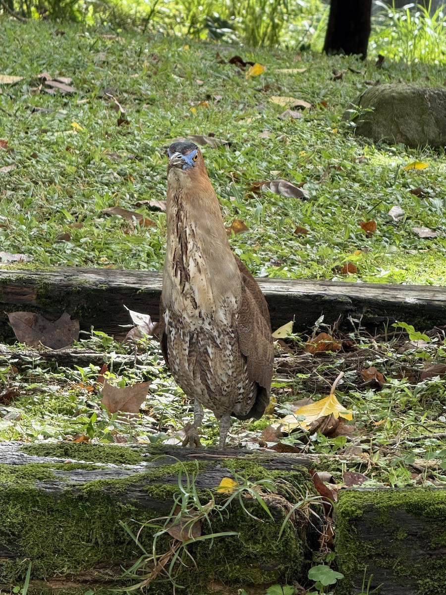 Malay Gece Balıkçılı - ML646623954