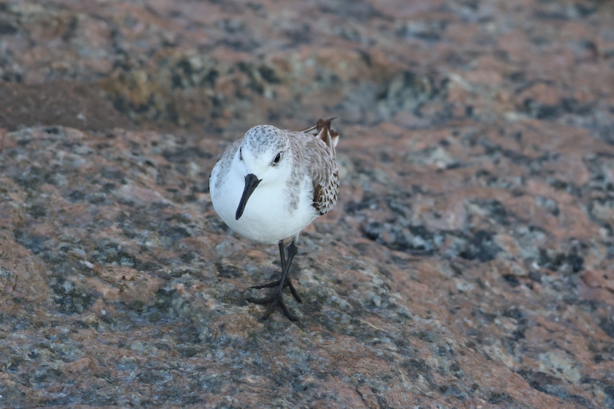 Txirri zuria - ML646623962