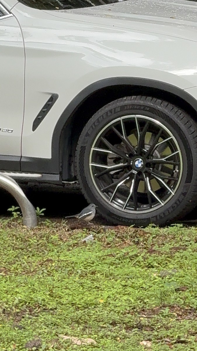 シキチョウ - ML646623963