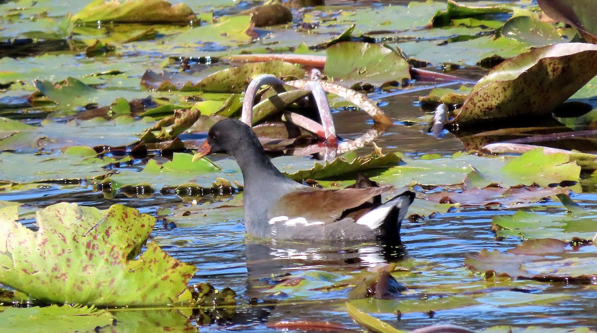 Common Gallinule - ML646623977
