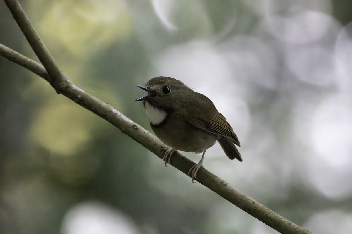 Ak Boğazlı Sinekkapan - ML646623980