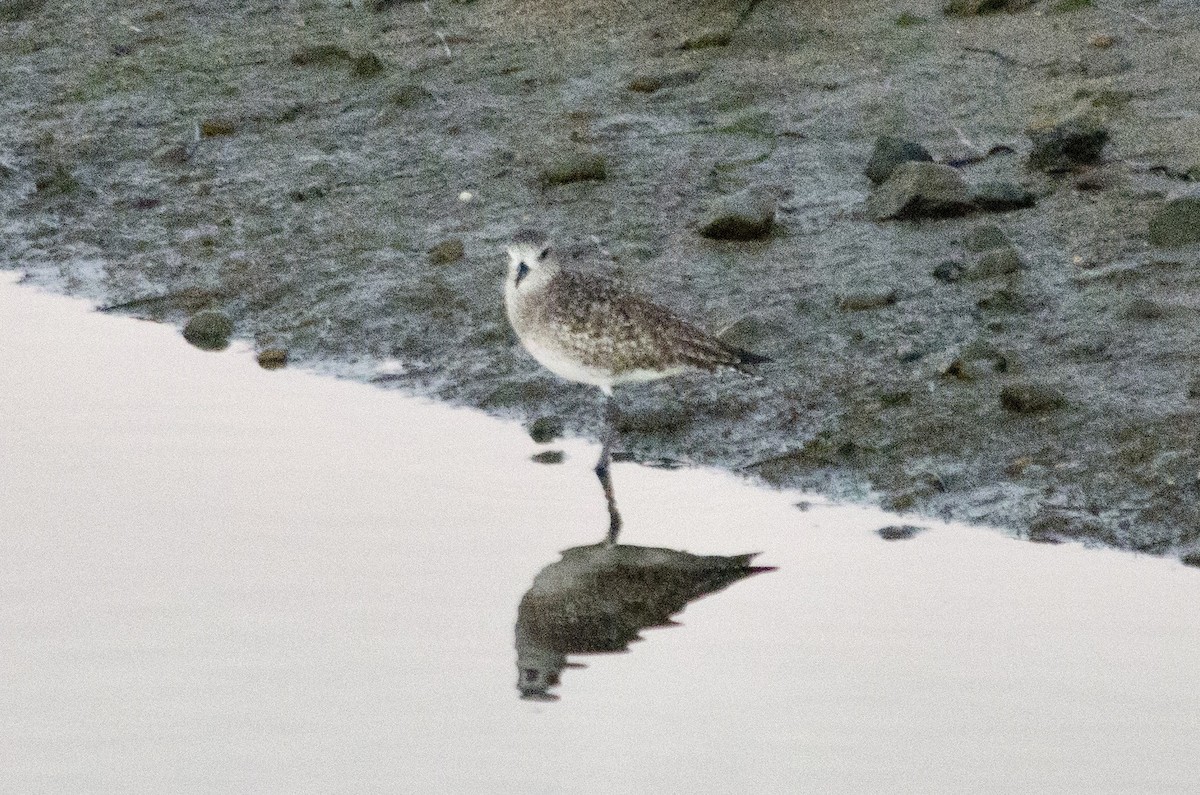 Chorlito Gris - ML646623984