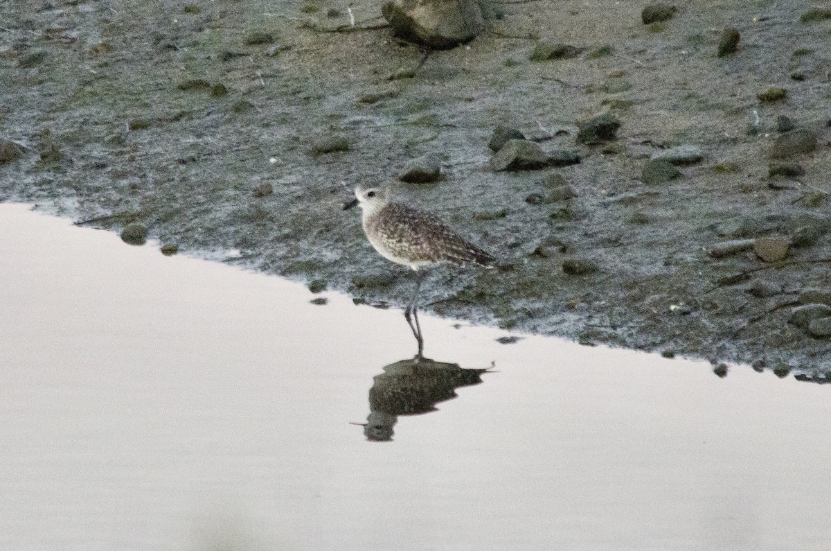 Chorlito Gris - ML646623985
