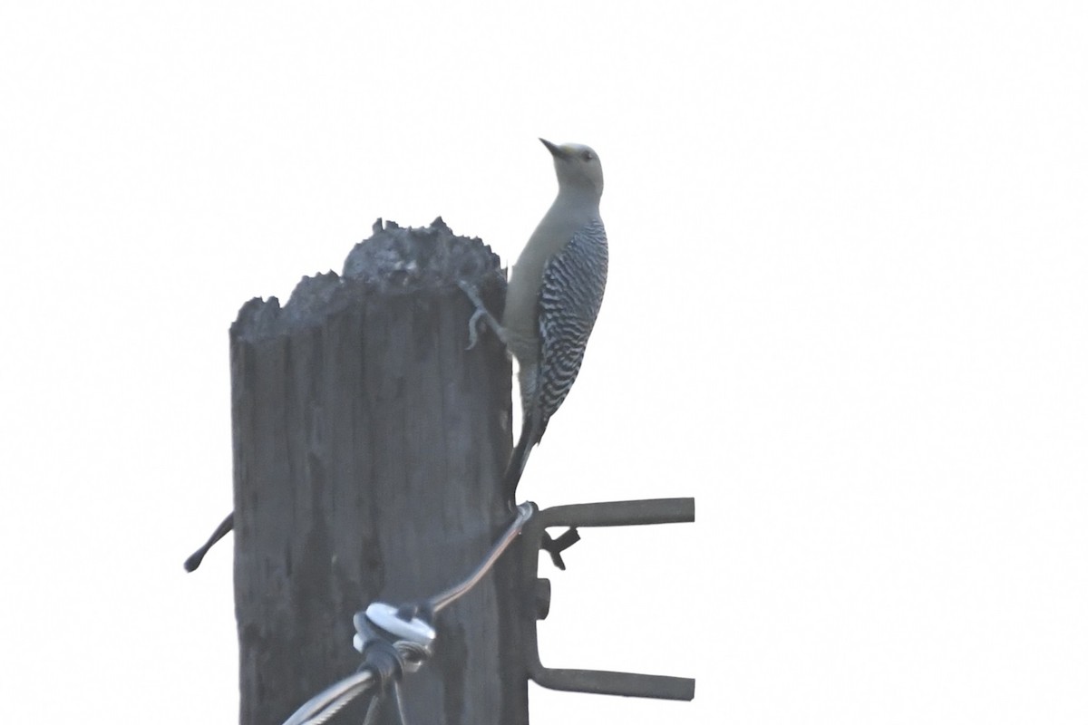 Golden-fronted Woodpecker - ML646623987