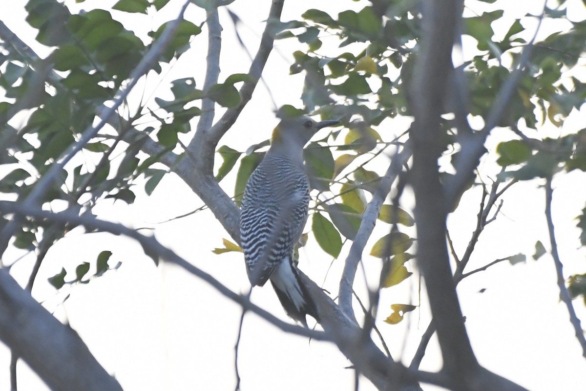 Golden-fronted Woodpecker - ML646623988
