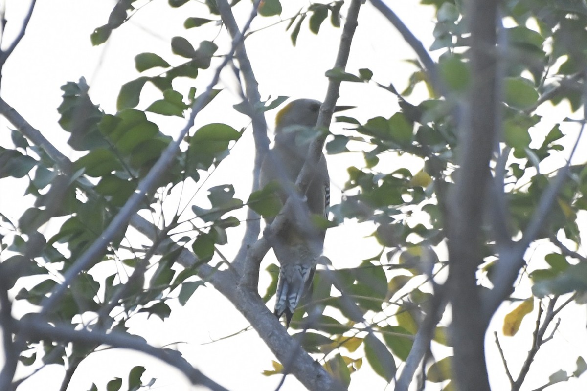 Golden-fronted Woodpecker - ML646623989
