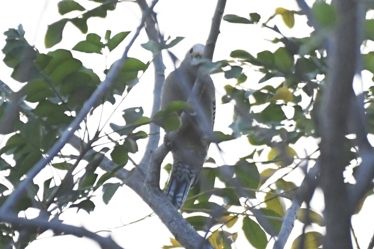 Golden-fronted Woodpecker - ML646623990
