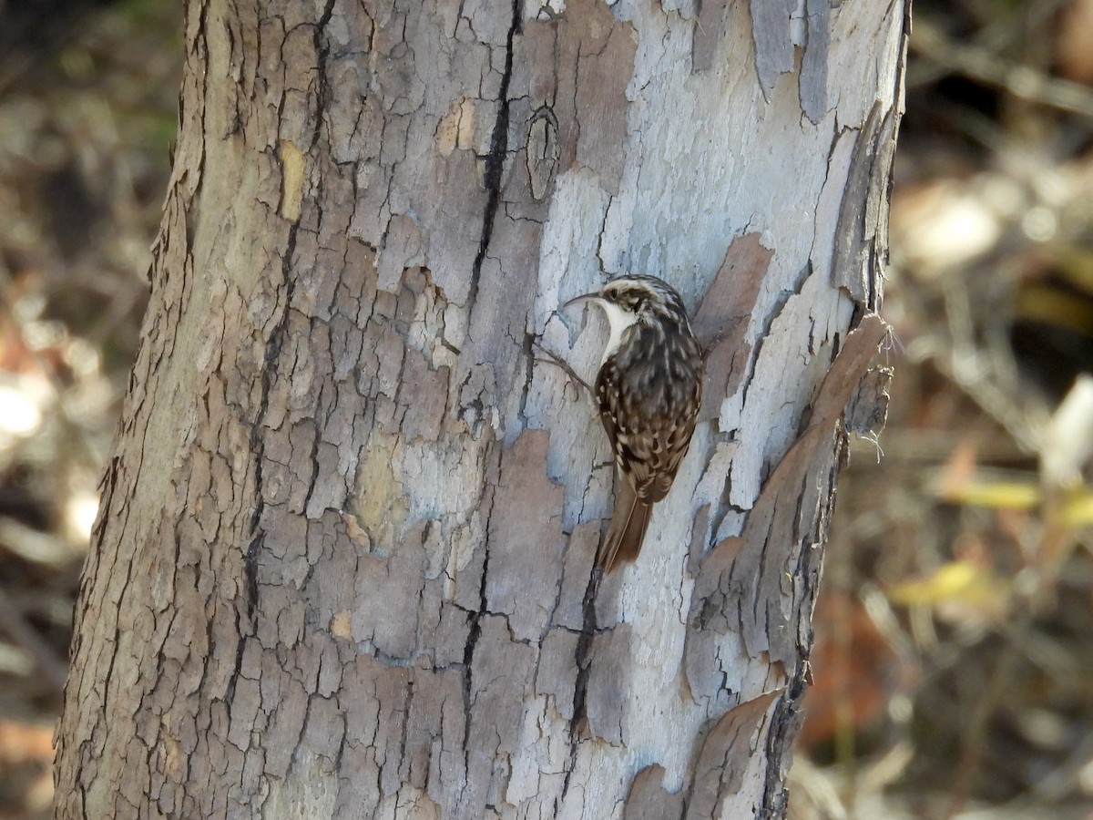 Brown Creeper - ML646623996