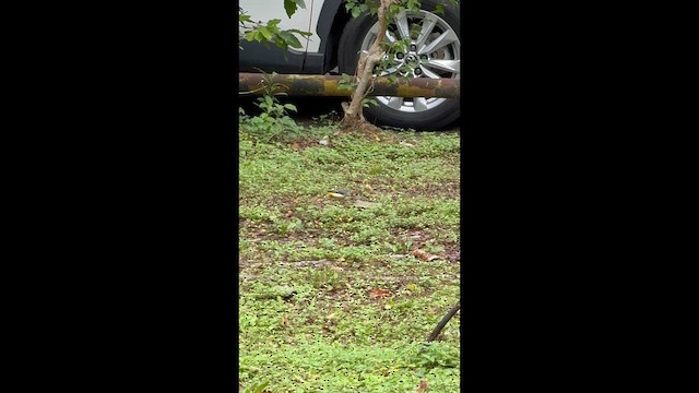 Плиска гірська - ML646623998